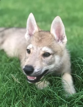 cuccioli di cane lupo cecoslovacco