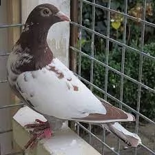 piccioni