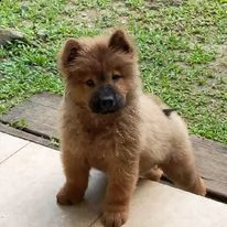 chow chow