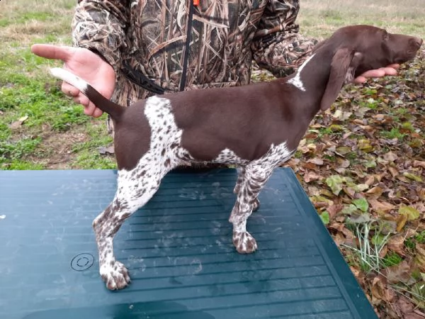 cucciolo bracco tedesco kurzhaar cuccioli