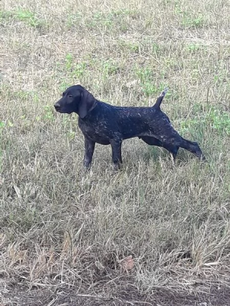 cucciolo bracco tedesco kurzhaar cuccioli | Foto 6