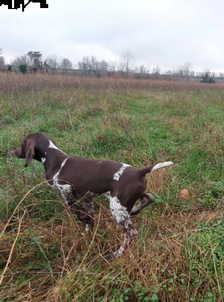 cucciolo bracco tedesco kurzhaar cuccioli | Foto 5