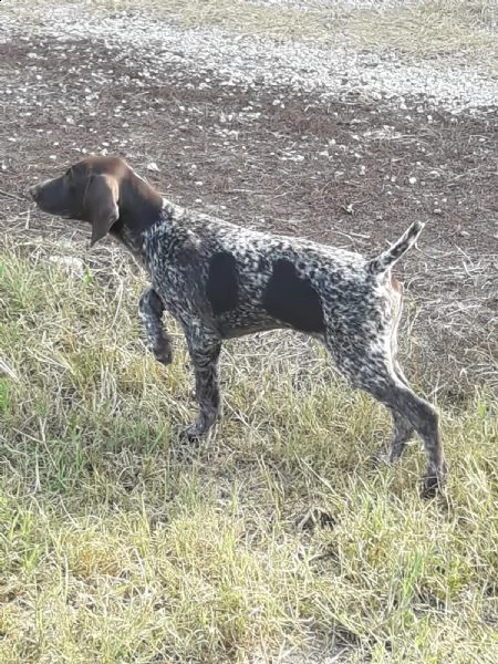 cucciolo bracco tedesco kurzhaar cuccioli | Foto 3