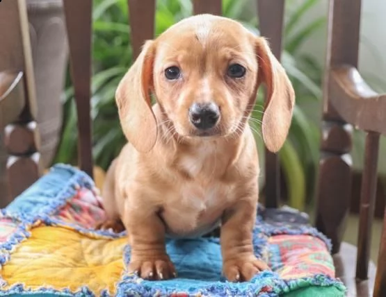 regalo adorabili cuccioli  bassotto femminucce e maschietti