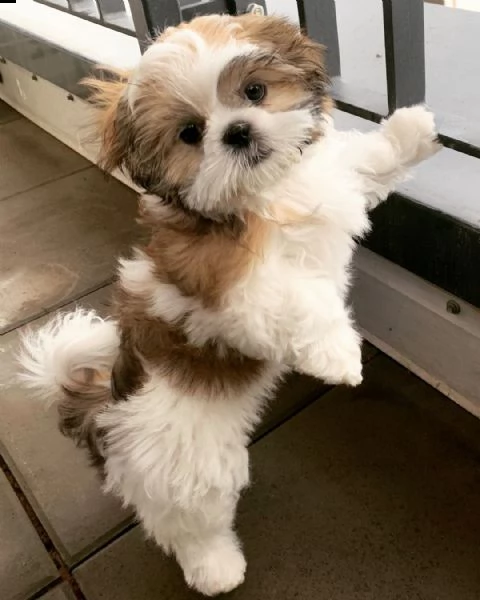 regalo bellissimi cuccioli allevati shihtzu colore bianco e nero