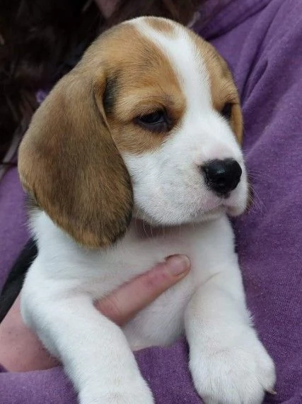 regalo beagle cuccioli meravigliosi  