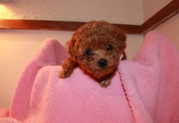 cucciolo di barboncino toy maschio e femmina | Foto 2