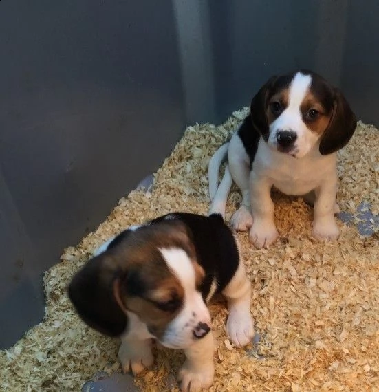 regalo cuccioli dolce e bella beagle