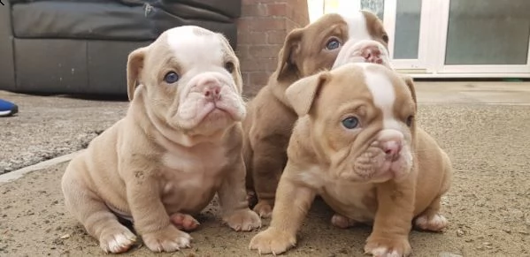 regalo bulldog inglese cuccioli disponibili 