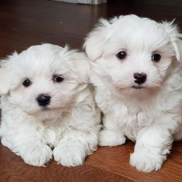 cuccioli razza maltese toy bianco