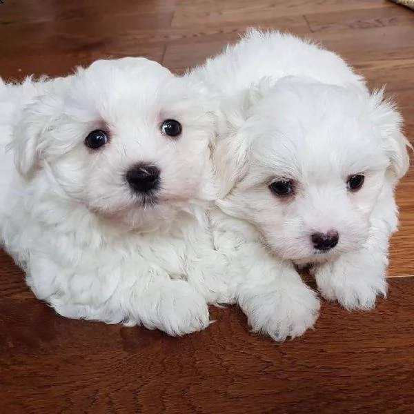 cuccioli razza maltese toy bianco | Foto 0