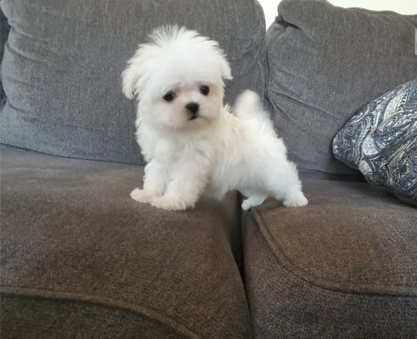 regalo maltese cuccioli meravigliosi  