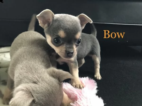 regalo cuccioli di chihuahua mini toy