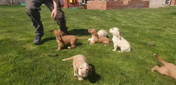 regalo cuccioli coker spaniel