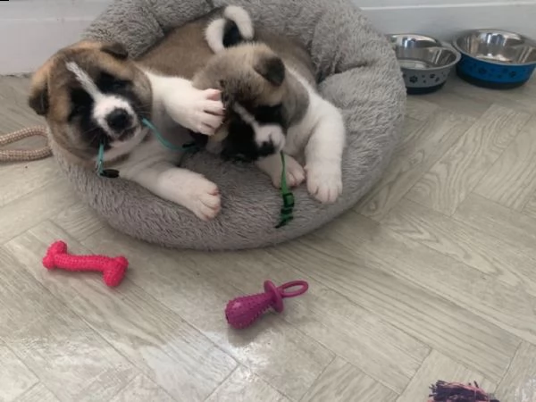 regalo akita inu