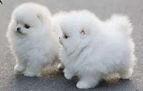 regalo cuccioli di volpino di pomerania