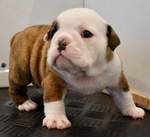 regalo bulldog inglese cuccioli disponibili