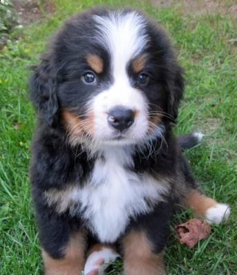 cuccioli bovaro del bernese in regalo 