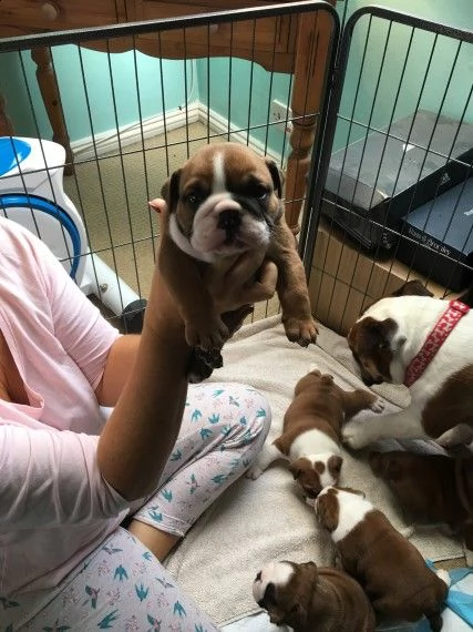regalo bulldog inglese cuccioli disponibili