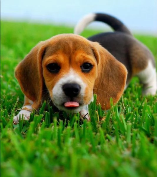  regalo cuccioli di beagle
