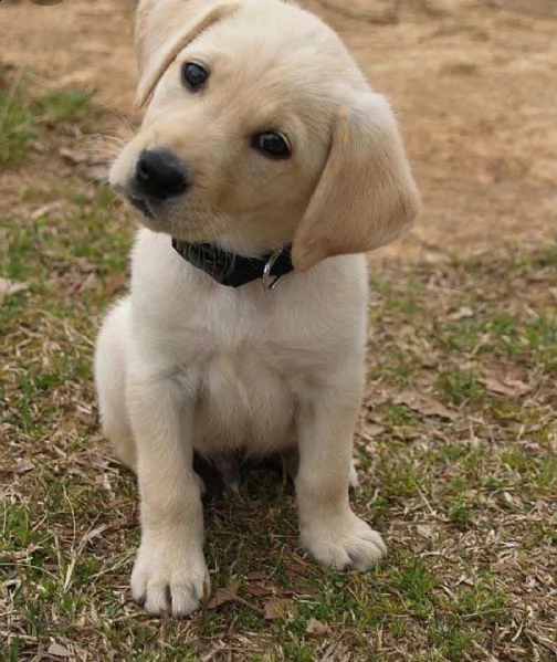 regalo cuccioli labrador