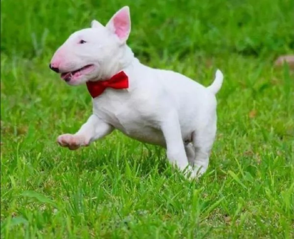  adorabili cuccioli di bull terrier femminucce e maschietti disponibili 