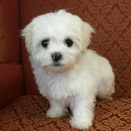 regalo maltese