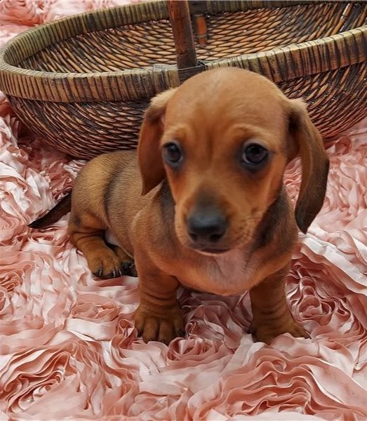  regalo adorabili cuccioli  bassotto