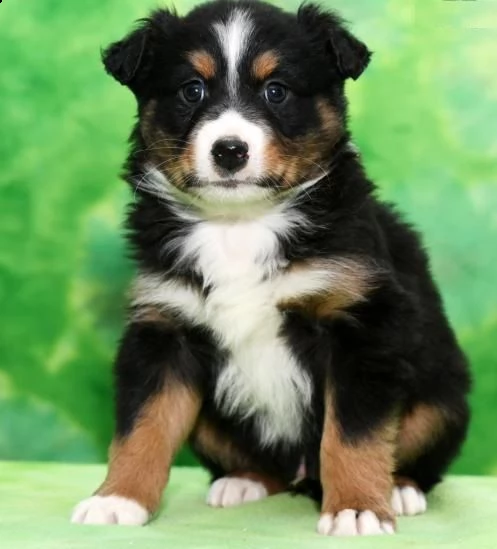 regalo adorabili cuccioli pastore australiano