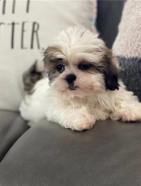 regalo cuccioli shih tzu