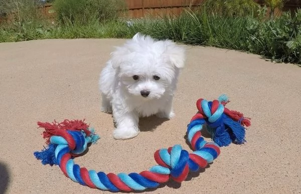 regalo maltese cuccioli meravigliosi  