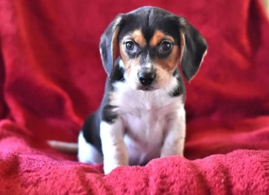 regalo beagle cuccioli meravigliosi 