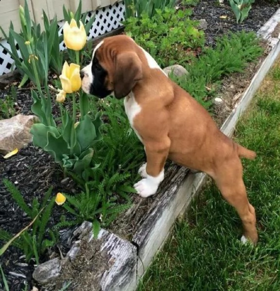  regalo cuccioli boxer