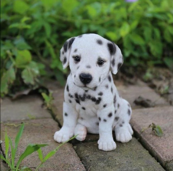  regalo adorabili cuccioli bassotto femminucce e maschietti