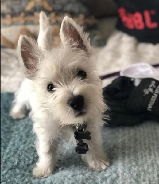   regalo adorabili cuccioli west highland terrier bianco femminucce e maschietti