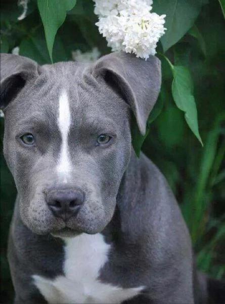   regalo cuccioli pitbull