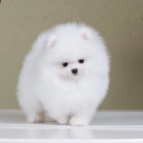  regalo  volpino pomerania mini toy 