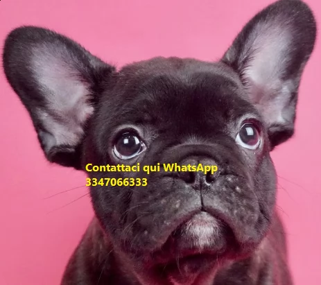 bouledogue francesi disponibile