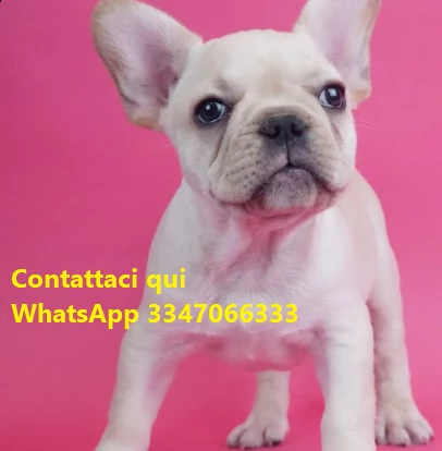 bouledogue francesi disponibile | Foto 0