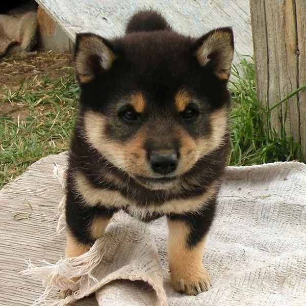  regalo shiba inu