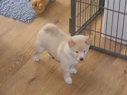  regalo shiba inu | Foto 0