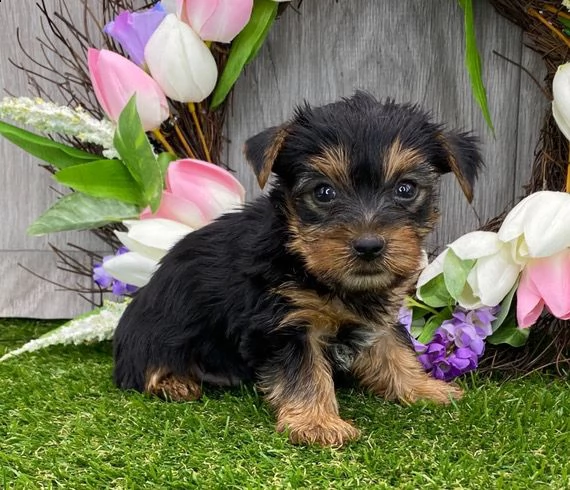 cuccioli di yorkshire | Foto 2