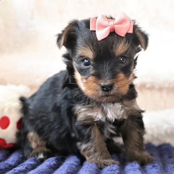 cuccioli di yorkshire | Foto 1