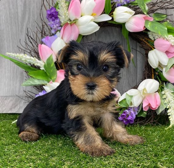 cuccioli di yorkshire | Foto 0