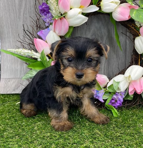 cuccioli di yorkshire