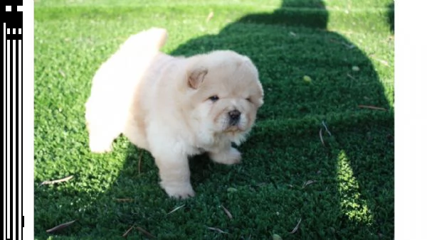  cuccioli di chow chow 