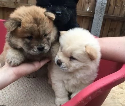  cuccioli di chow chow  | Foto 1