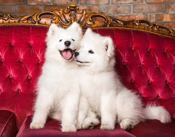 cuccioli di samoiedo 