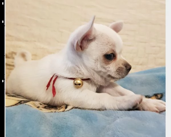 cuccioli chihuahua toy
