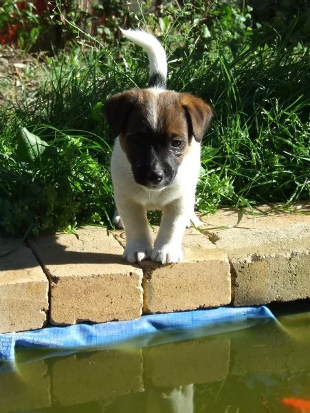cuccioli di Jack Russel | Foto 2